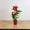 Антуриум Джамбо Красный D:14см H:50см