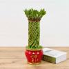 Бамбук лаки спираль в красном кашпо D16 H40