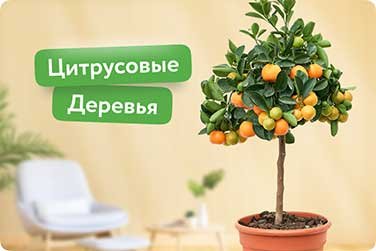 Мандариновое дерево