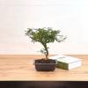 Фисташка Китайская D:17см H:30см (Pistacia chinensis)