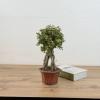 Бонсай Портулакария Афра D:15см H:35см