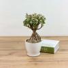 Бонсай Портулакария Афра D:12см H:25см в белом горшке