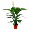 Спатифиллум Сенсейшен D:23см H:150см