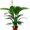 Спатифиллум Сенсейшен D:23см H:120см