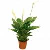 Спатифиллум Свит Лауретта D:21см H:90см