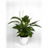 Спатифиллум Шопен D:19см H:70см в Белом горшке