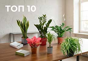 10 неприхотливых растений для офиса — какие цветы выживут без света и регулярного полива