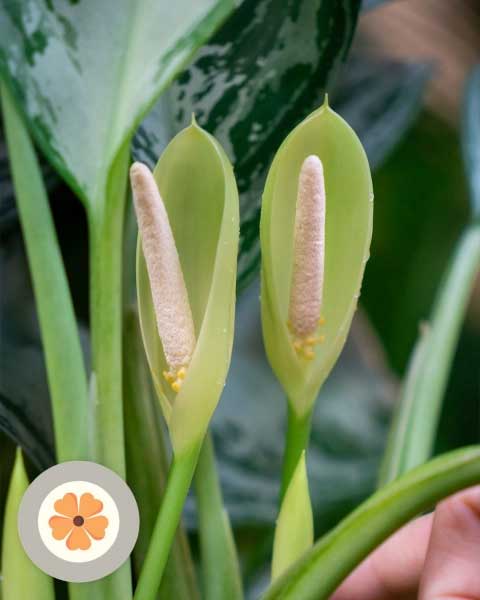 Цветение аглаонемы