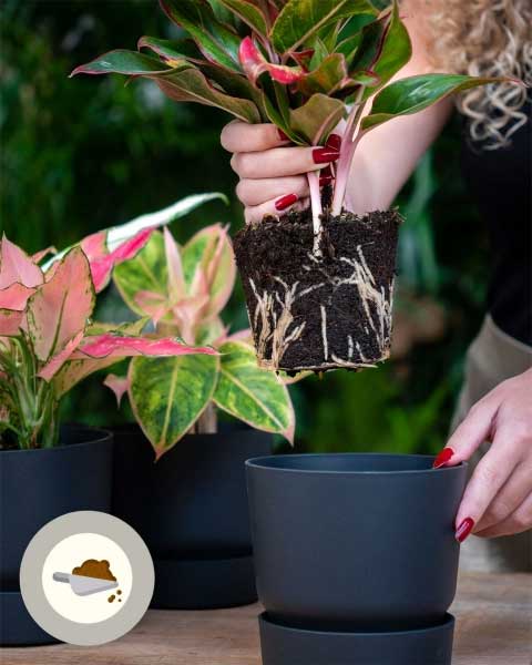 Пересадка аглаонемы