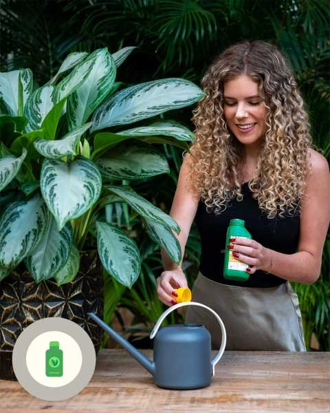 Удобрение аглаонемы