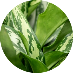 Аглаонема комнатное растение