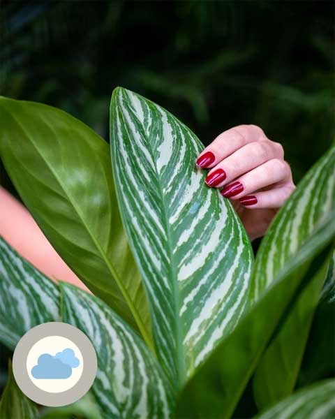 Освещение для аглаонемы