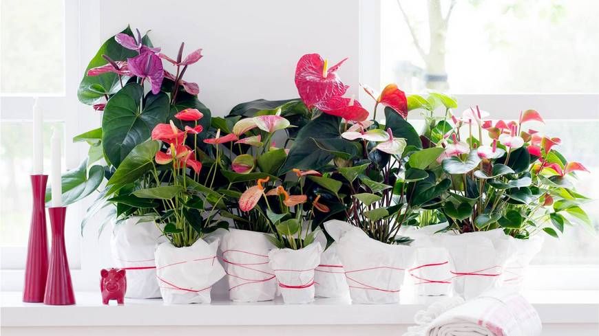 15 комнатных цветов, которые привлекают деньги в дом, приносят счастье и удачу
