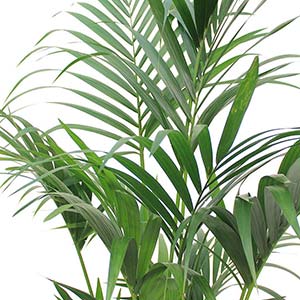 Финиковая пальма - правильный уход за растением