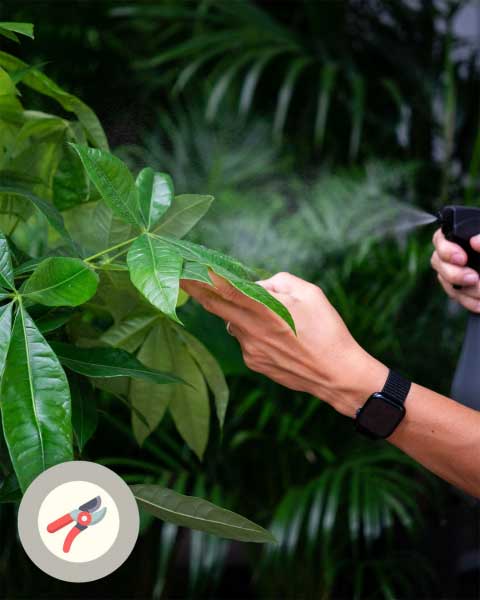 Обрезка пахиры