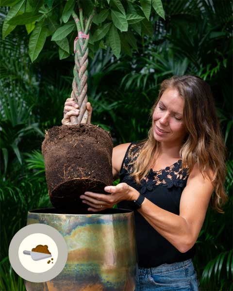 Пересадка пахиры