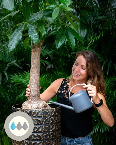 Полив пахиры