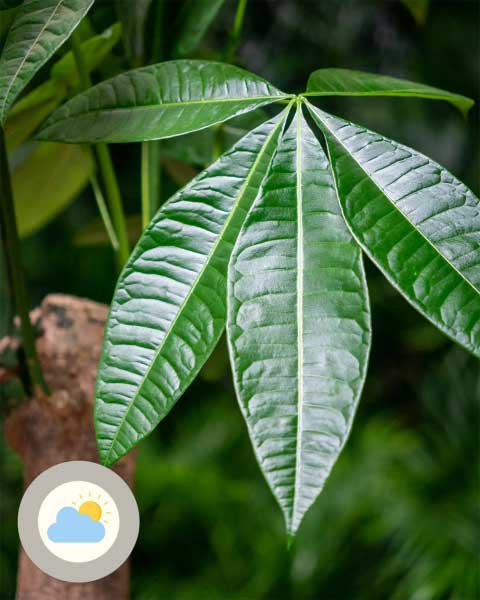 Освещение для пахиры