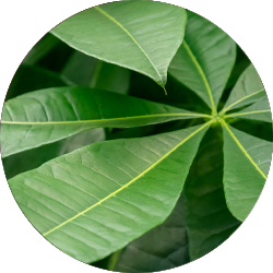 Пахира акватика денежное дерево