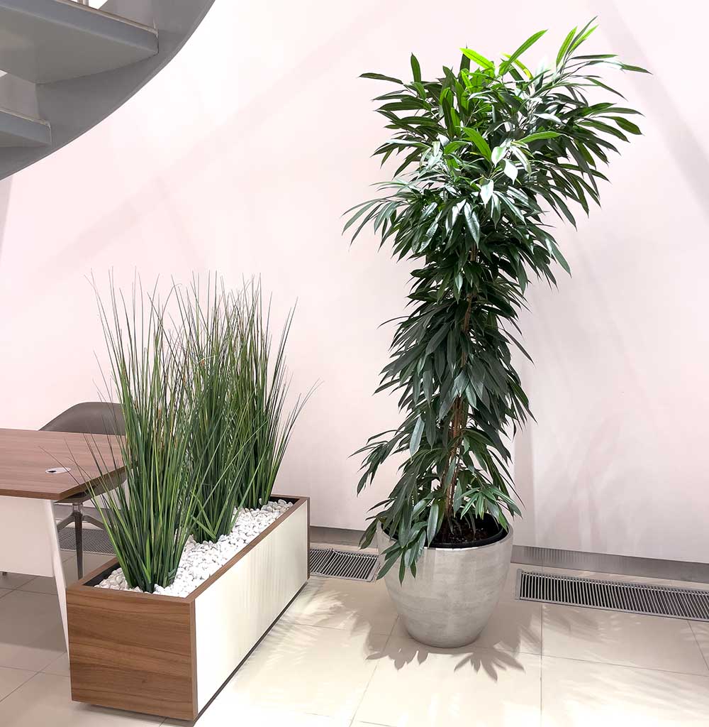 Озеленение офиса в Москве – Интерьерное озеленение помещения / Услуги ...