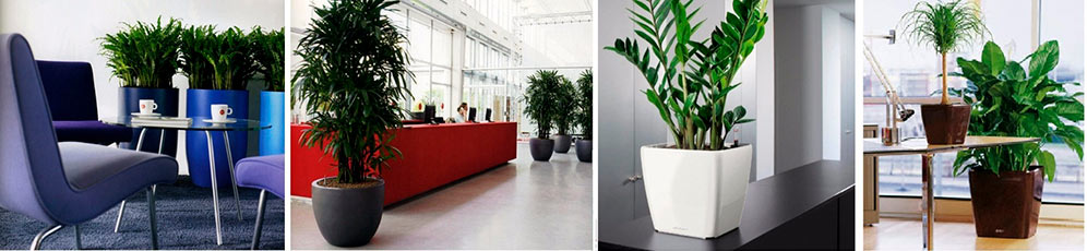 Озеленение офиса в Москве – Интерьерное озеленение помещения / Услуги ...