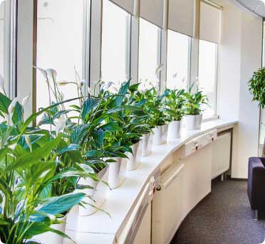 Пример озеленения офиса