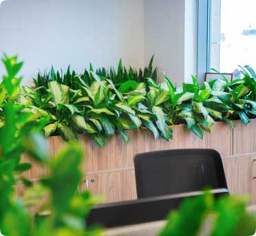 озеленение офиса