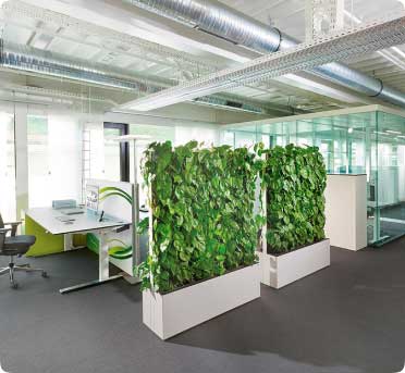 вертикальное озеленение