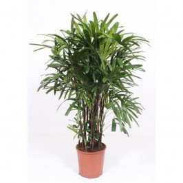 Рапис D:31см H:150см