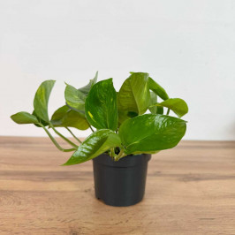 Эпипремнум Ауреум D:12см