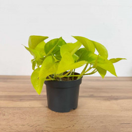 Эпипремнум Голден Потос D:12см