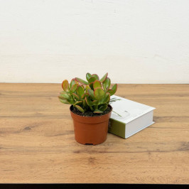 Крассула Овата Сансет (Денежное дерево) D:12см