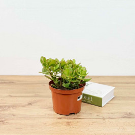 Крассула Овата Сансет (Денежное дерево) D:12см