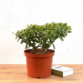 Крассула Овата (Денежное дерево) D:29см H:50см