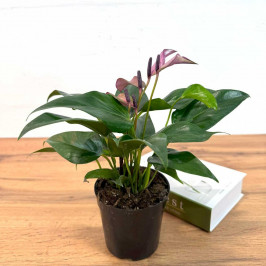 Антуриум Андрианум Зизу D:12см