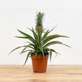 Ананас Корона D:12см