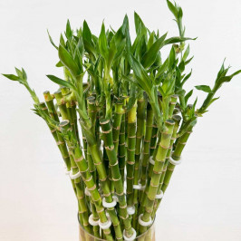 Бамбук лаки прямой в пробирке H:80см