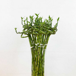 Бамбук лаки спираль в пробирке H:80см