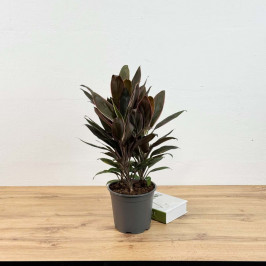 Кордилина Румба D:19см H:55см