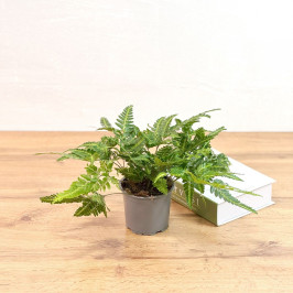 Румора Вариегата D:12см