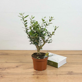 Олива Европейская штамб D:15см H:40см