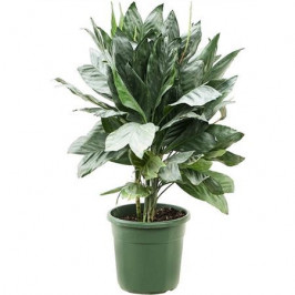 Хамедорея Металлика D:27см H:95см