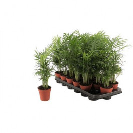 Хамедорея Элеганс D:9см