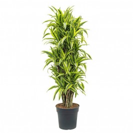 Драцена Фрагранс Лемон Лайм разветвленная D:27см H:140см