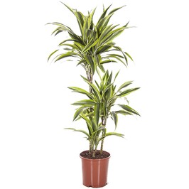 Драцена Фрагранс Лемон Лайм 3 ствола D:21см H:120см