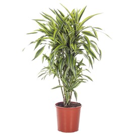 Драцена Фрагранс Лемон Лайм разветвленная D:27см H:115см