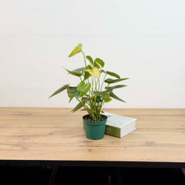 Антуриум Андрианум Ванилла D:12см H:35см