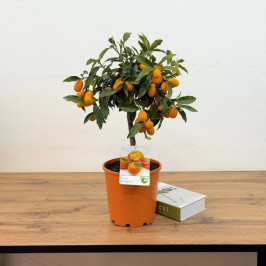 Цитрофортунелла Кумкват  D:21см H:70см