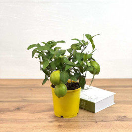 Комнатный Лимон (Лимонное дерево) D:14см H:35см