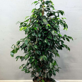 Фикус Бенджамина Даниэль D:27CM H:140CM